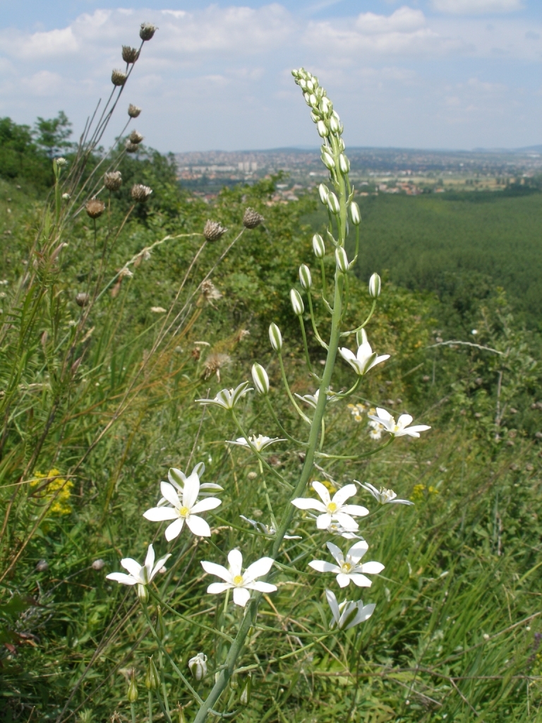 20170206153417-nyulank-sarma-ornithogalum-brevistylum-ha-d5p6ta1p.jpg