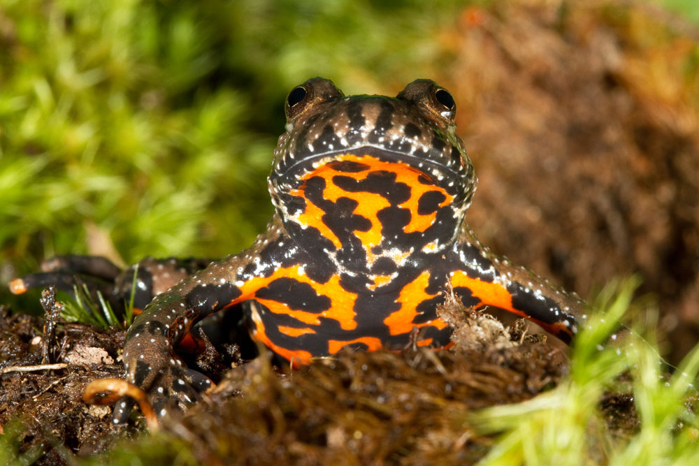 bombina_bombina_european_firebellied_toad_captive-0295_low_res.jpg